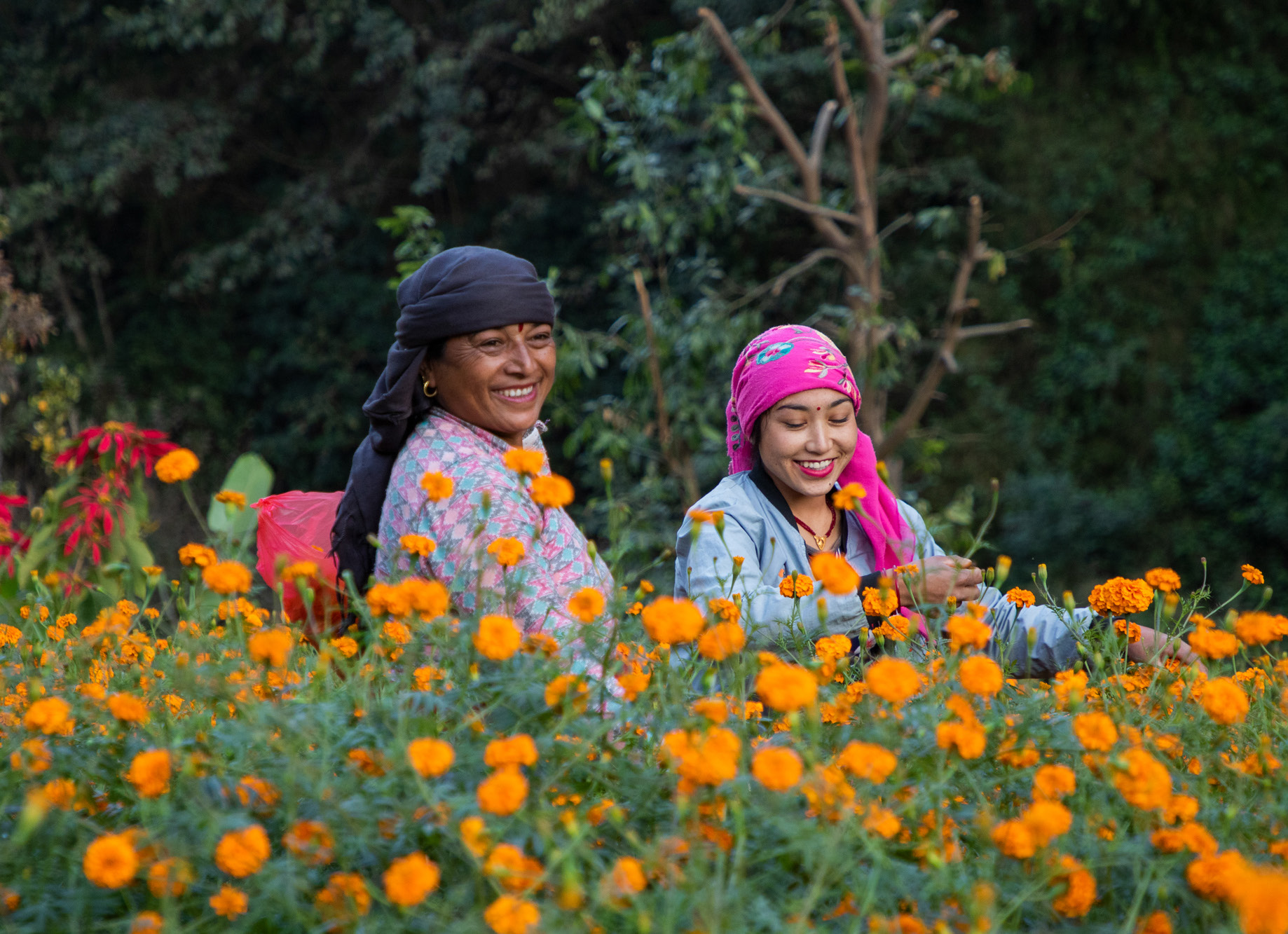 Flowers