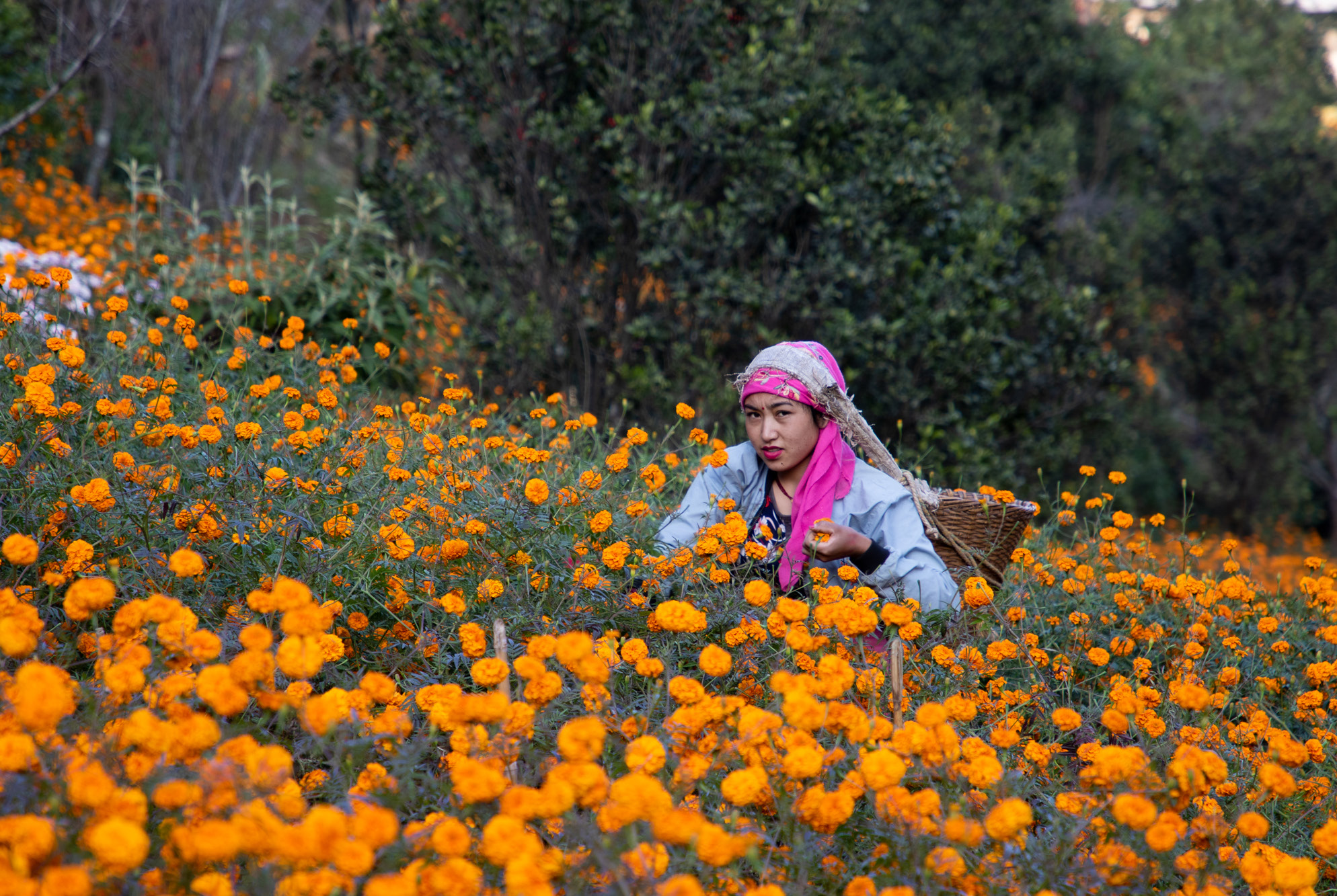 Flowers